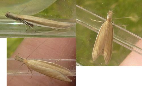 Pleurota pungitiella
